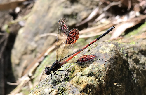 小中翅黒蜻蛉