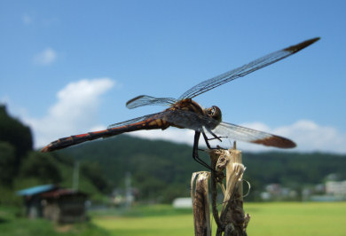 蜻蛉ノ館入り口